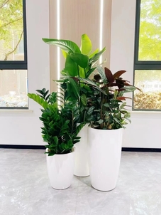 宁波杭州湾盆景租摆，让环境瞬间焕发生机