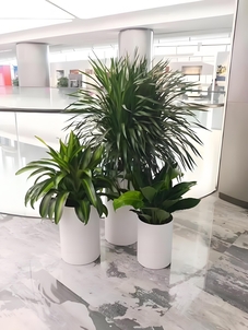 宁波江北植物租摆公司，为您的空间增添生机！